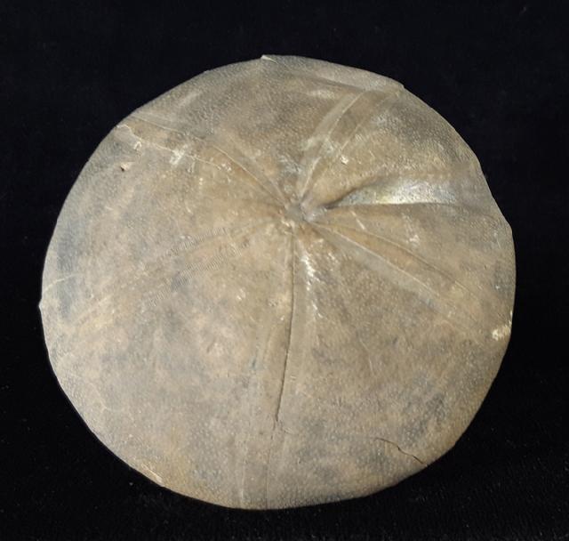Clypeus ploti (LESKE 1778) - Bild © FossNet FossilienStore
